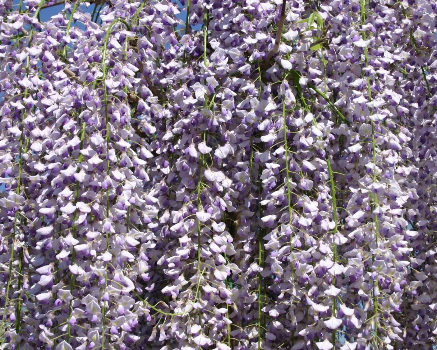 Глициния шелковистая