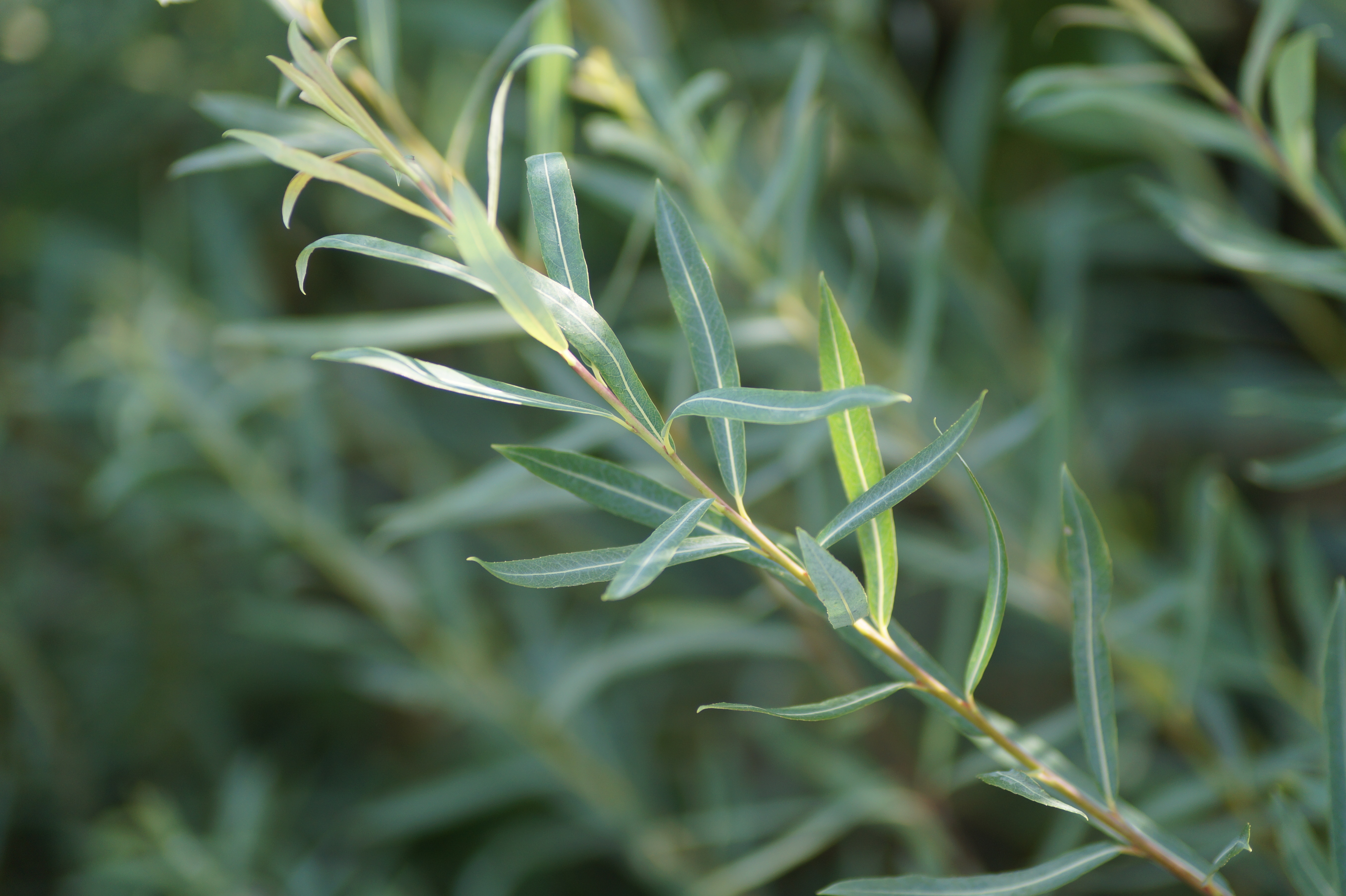 Ива пурпурная Ива пурпурная