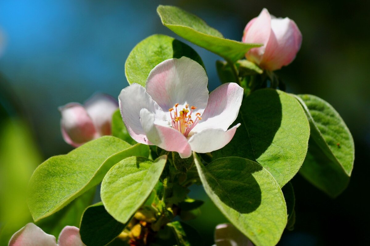 Айва обыкновенная Айва обыкновенная