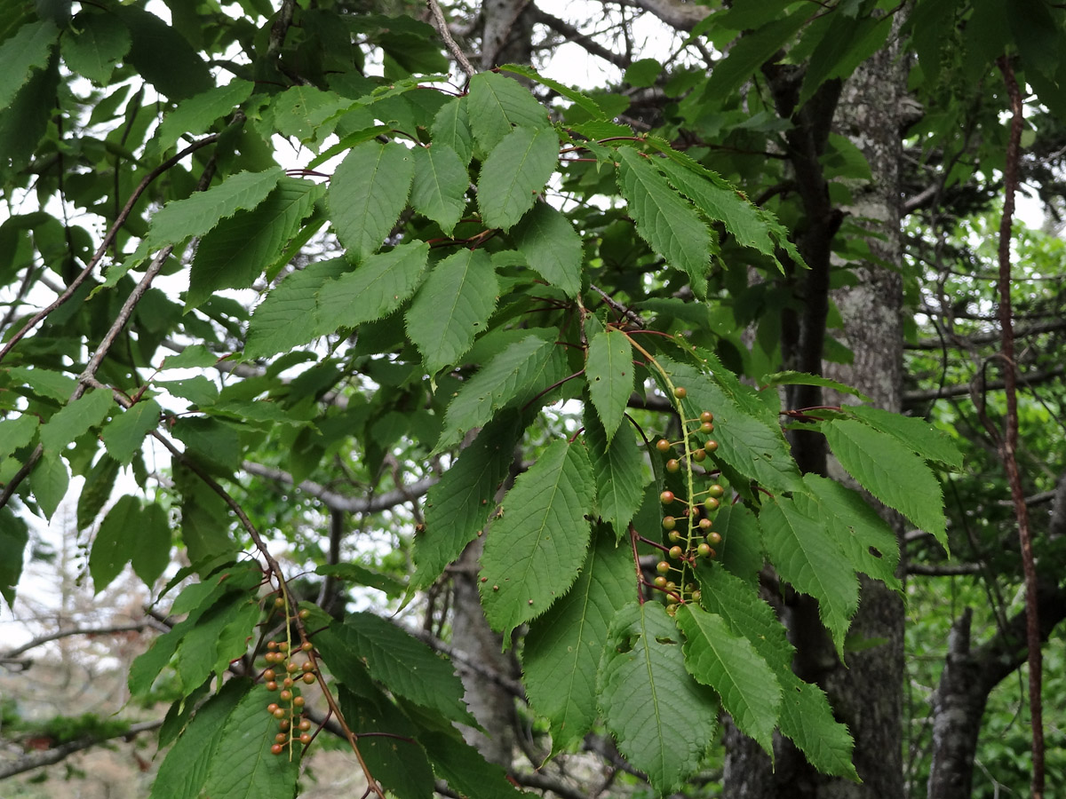 Черемуха сьори