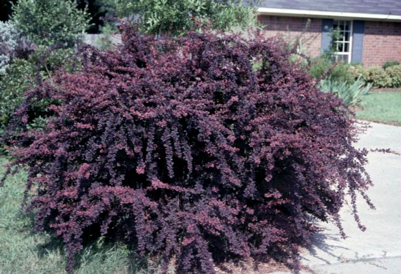 Барбарис критский