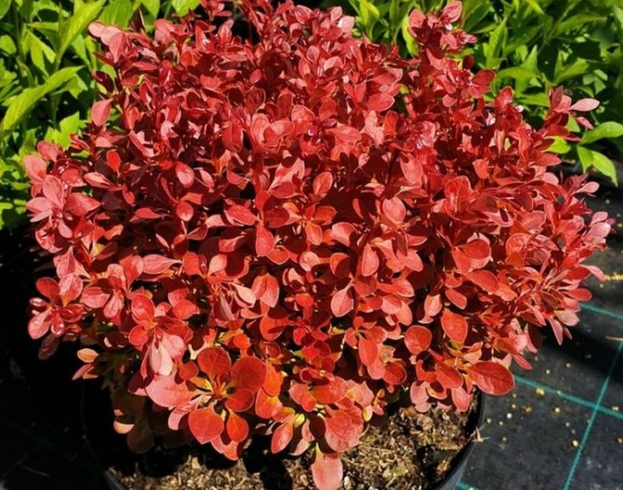 Барбарис монетный