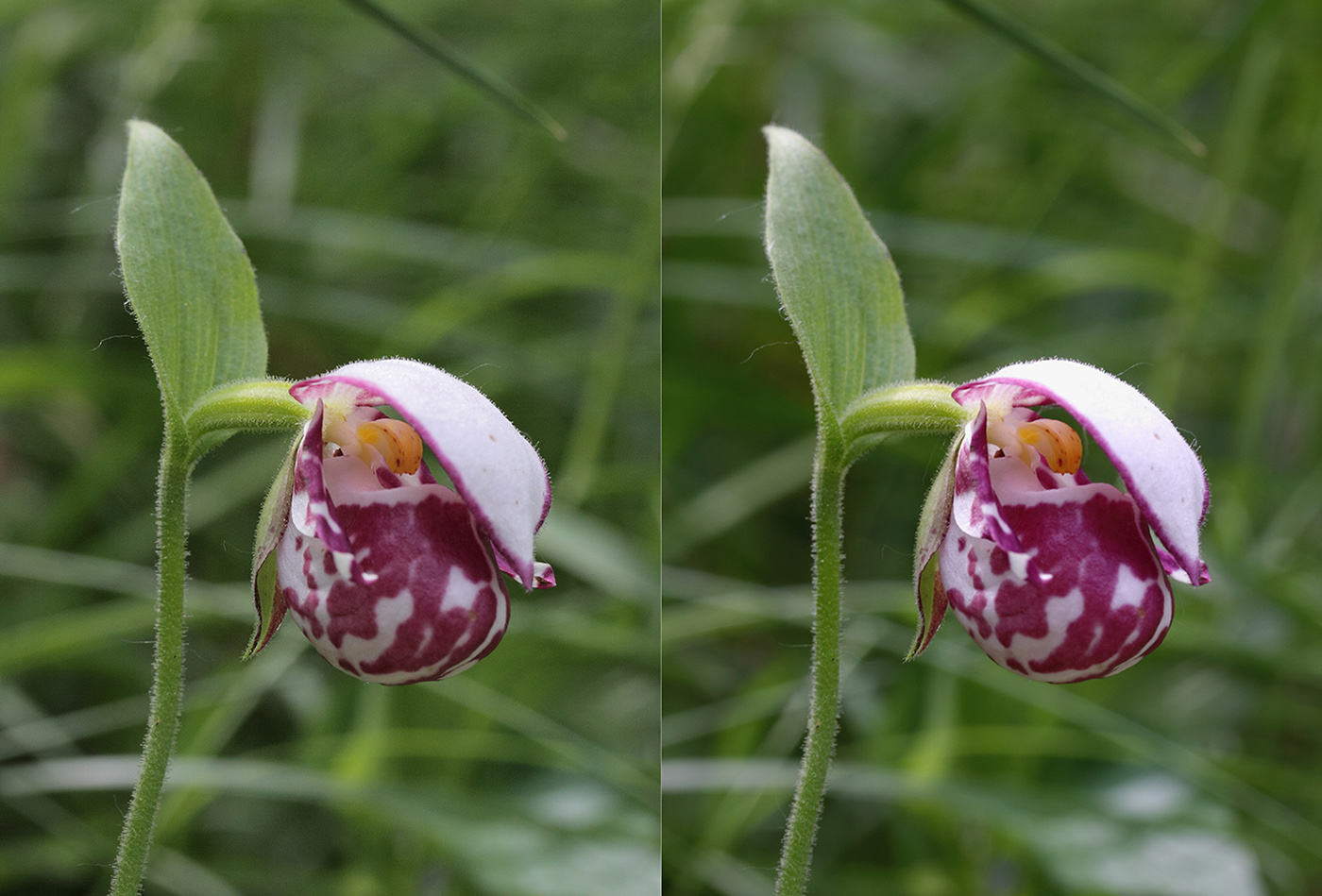 Башмачок капельный