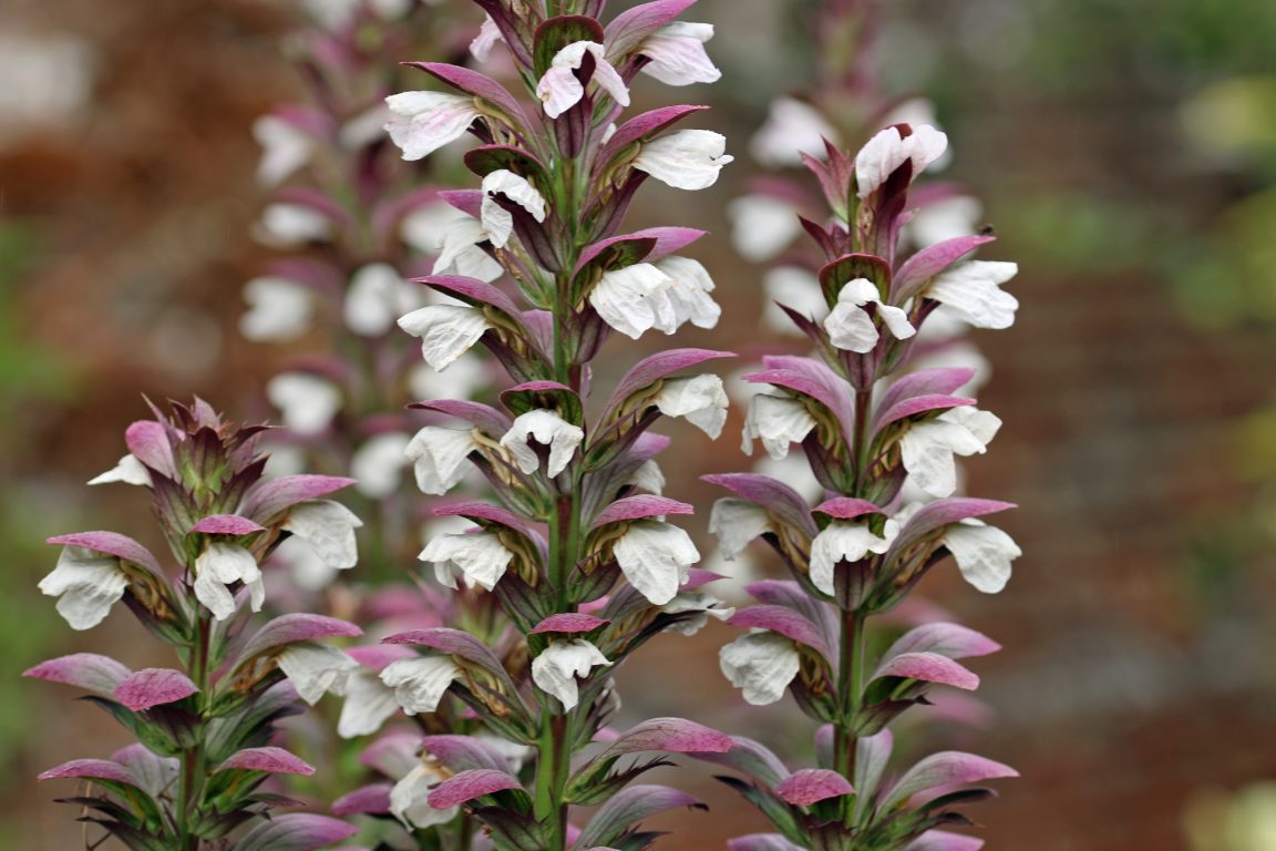 Аканта Аканта