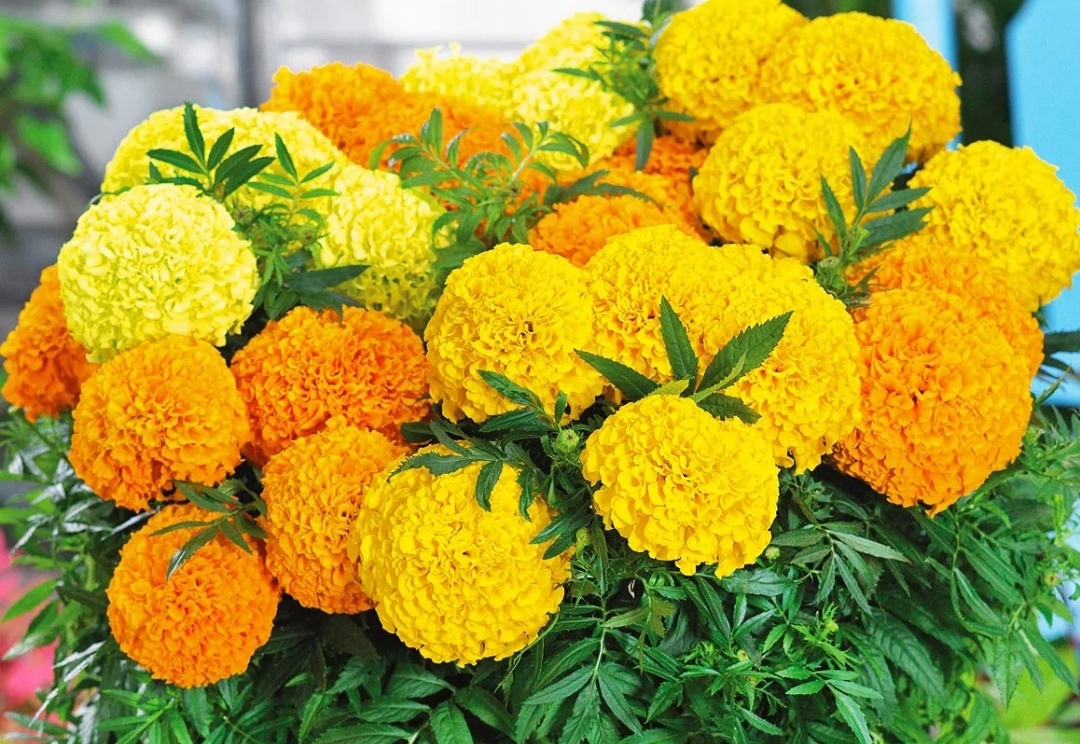 Бархатцы прямостоячие Бархатцы прямостоячие