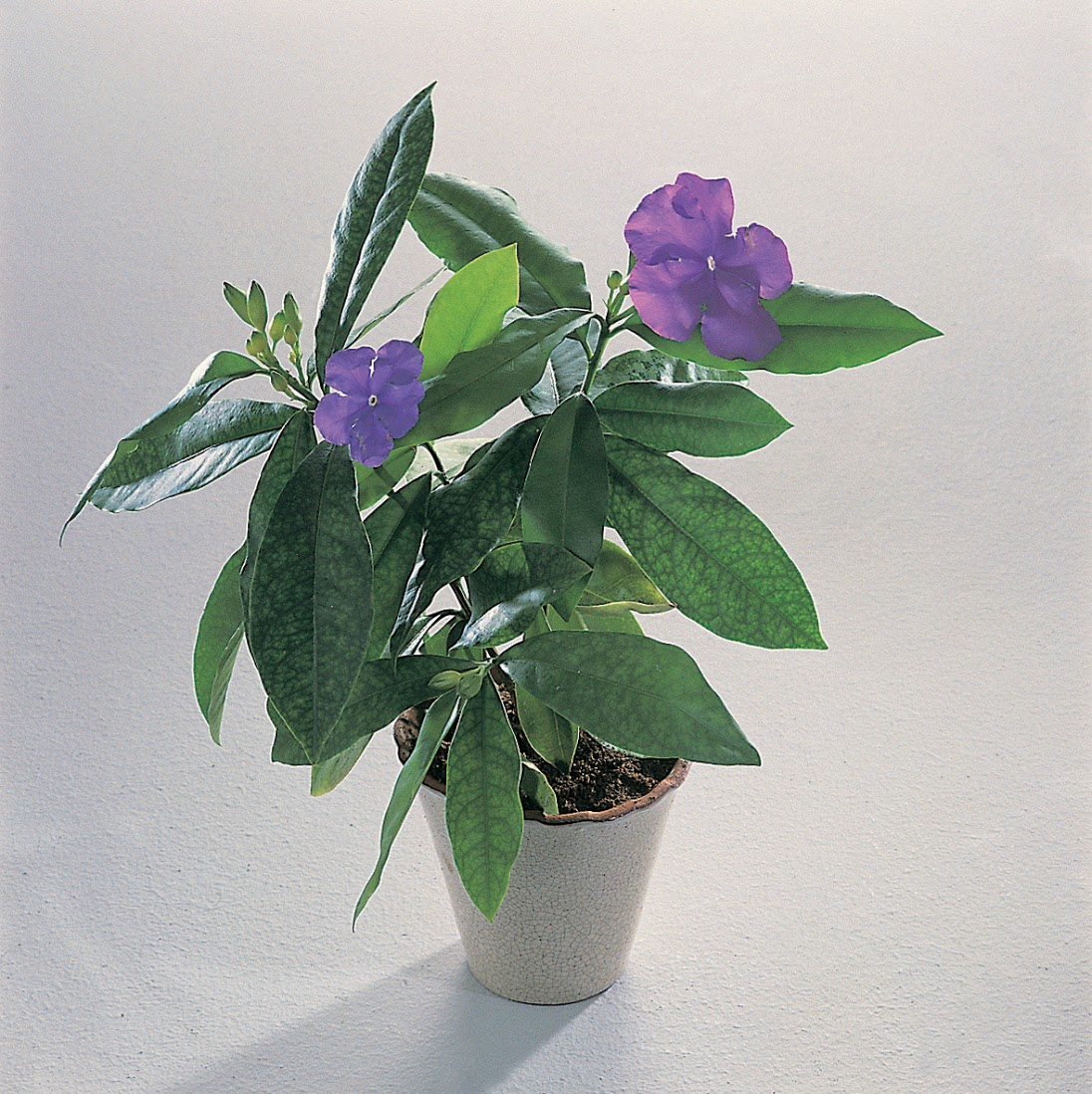 Брунфельсия