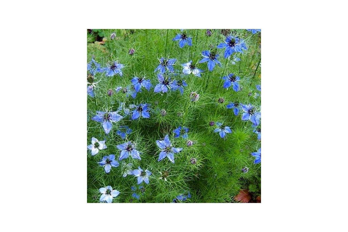 Безвкусница Безвкусница