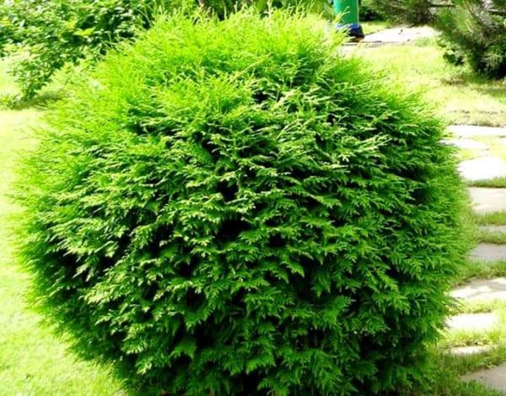 Туя западная Туя западная