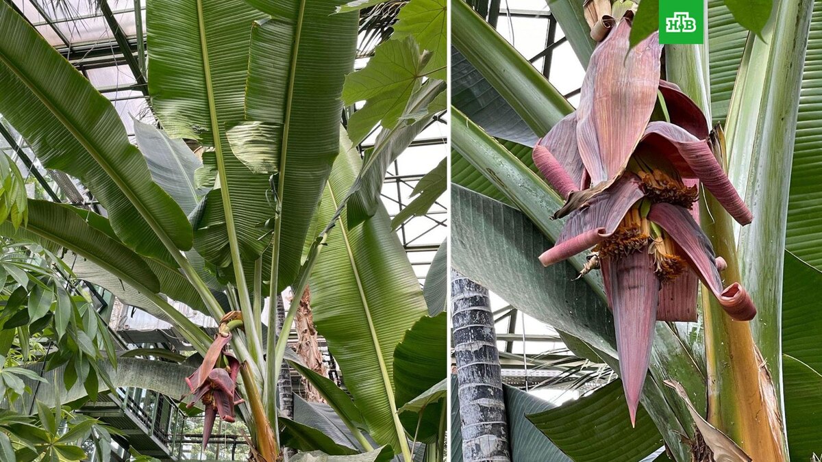 Банан дарджилингский