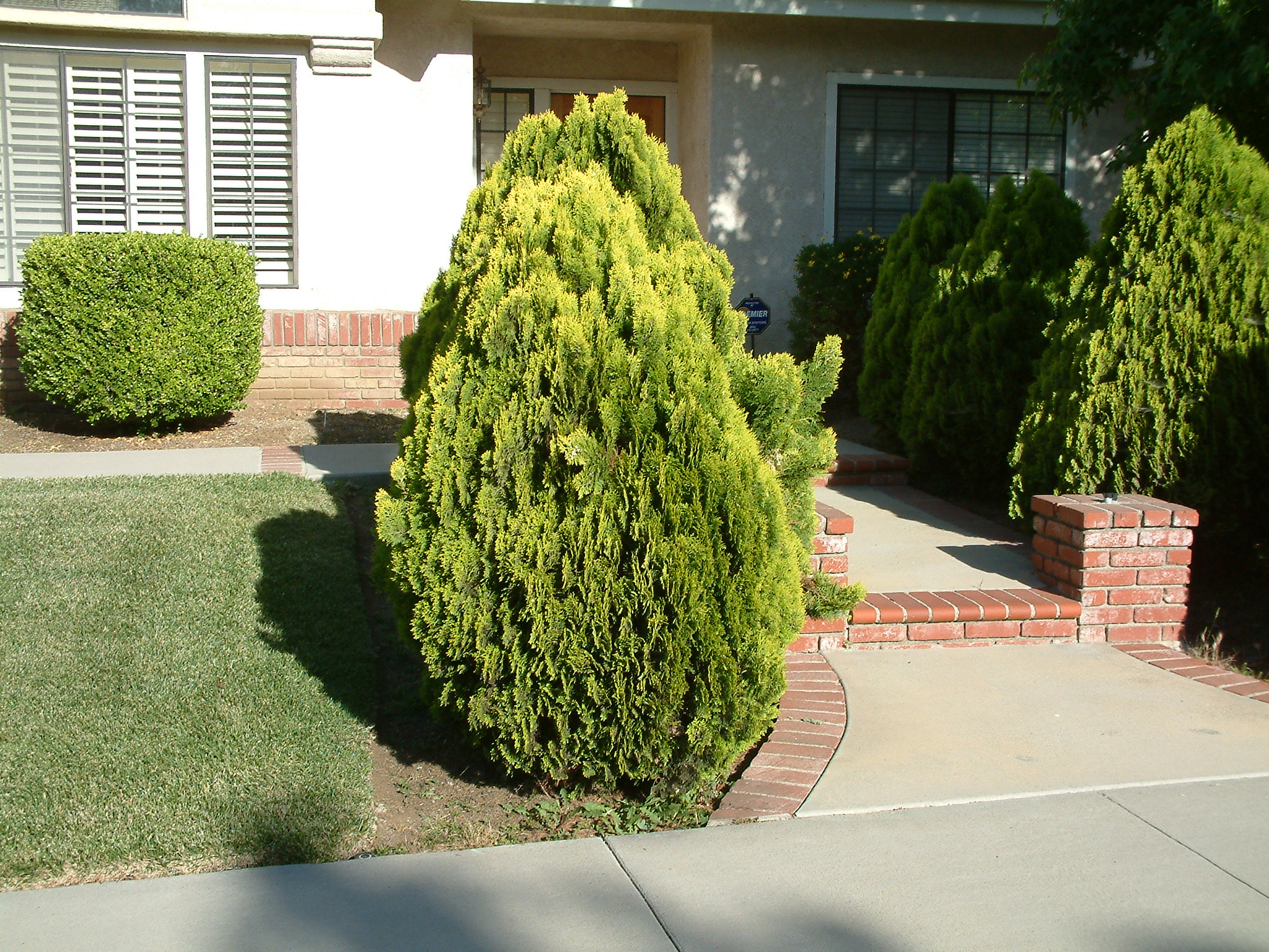 Туя восточная