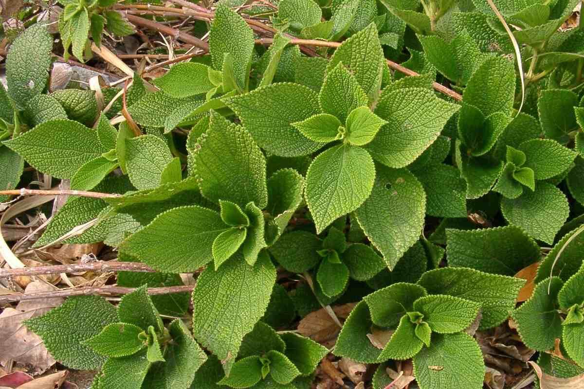 Бангия Бангия