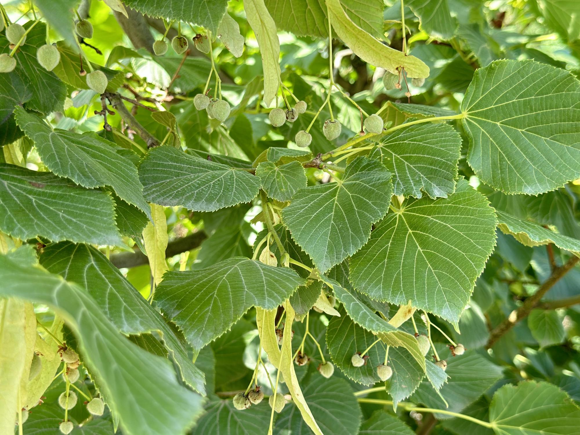 Липа крупнолистная