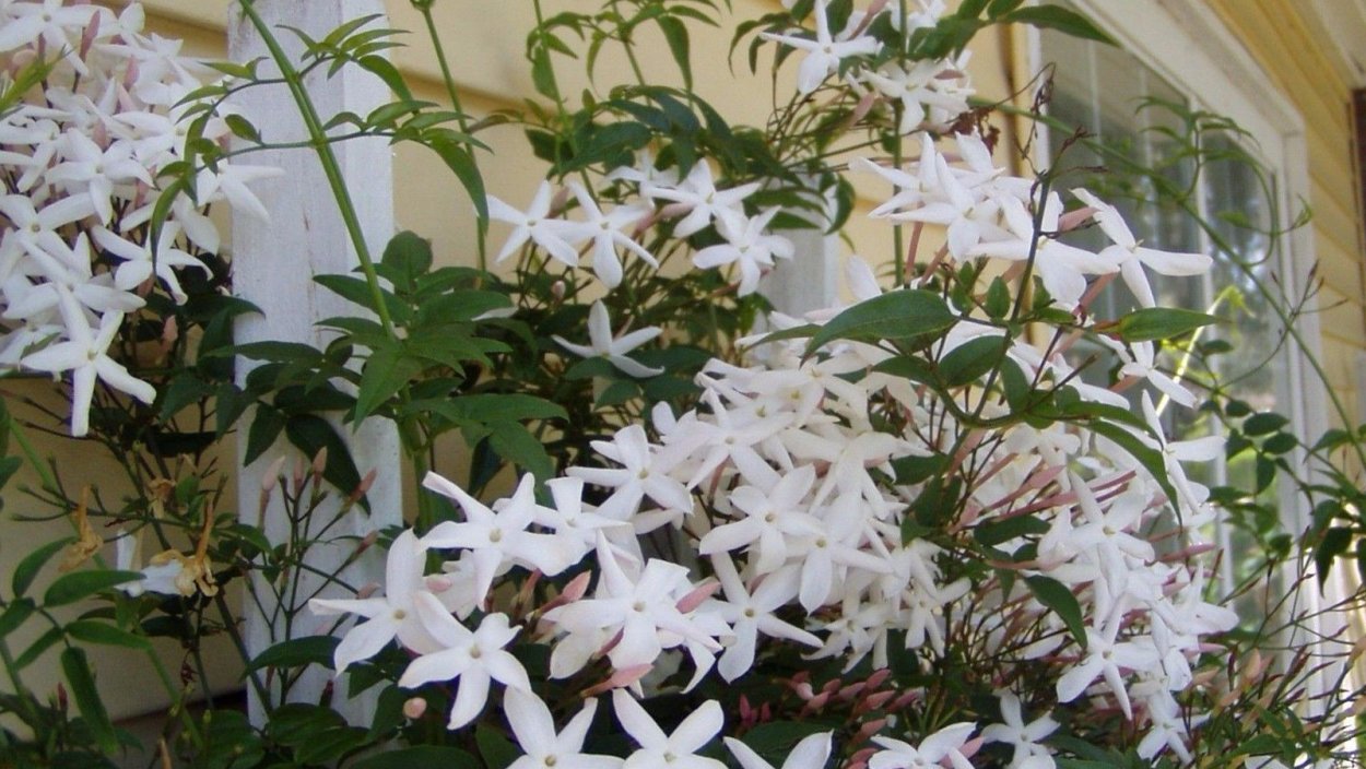 Жасмин многоцветковый Жасмин многоцветковый