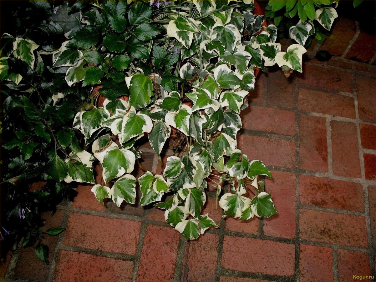 Плющ пестролистный