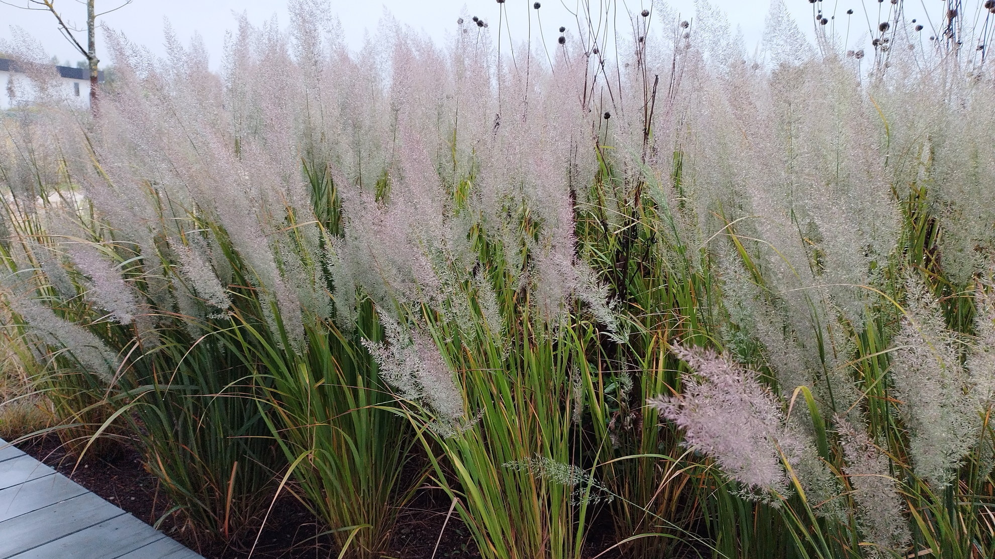 Вейник Вейник