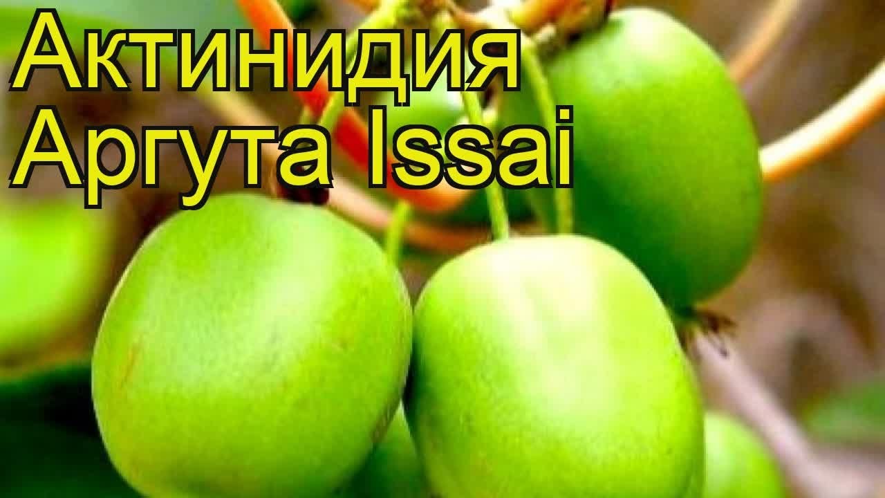 Актинидия острая