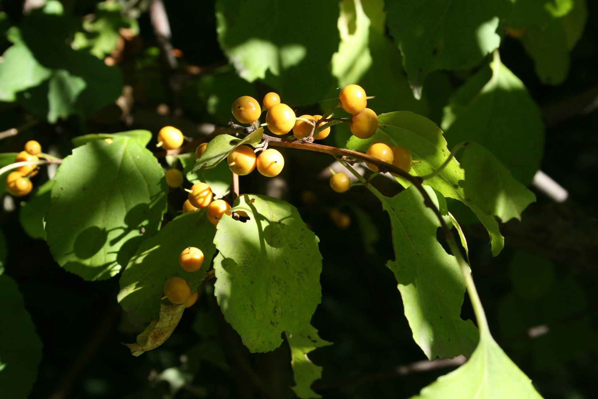 Древогубец лазящий