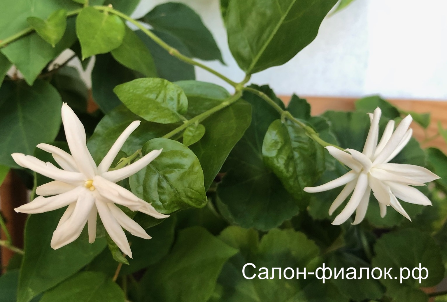 Жасмин самбак