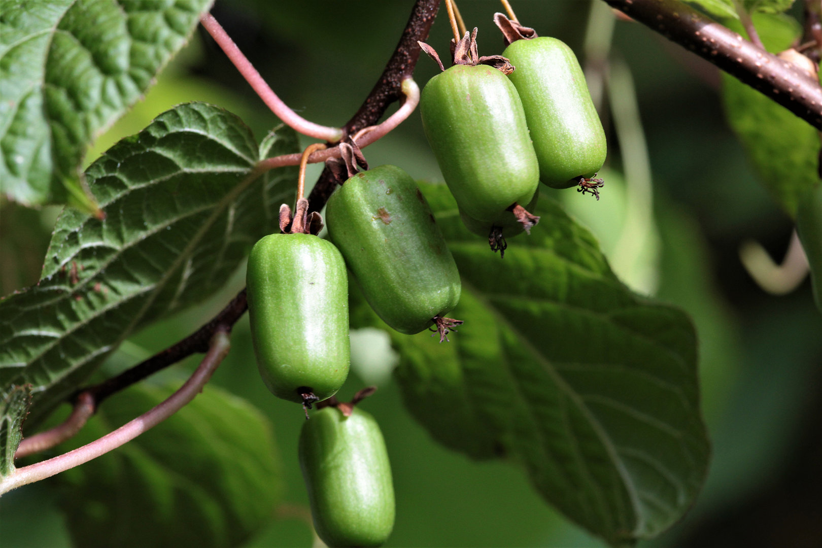 Актинидия полигамная