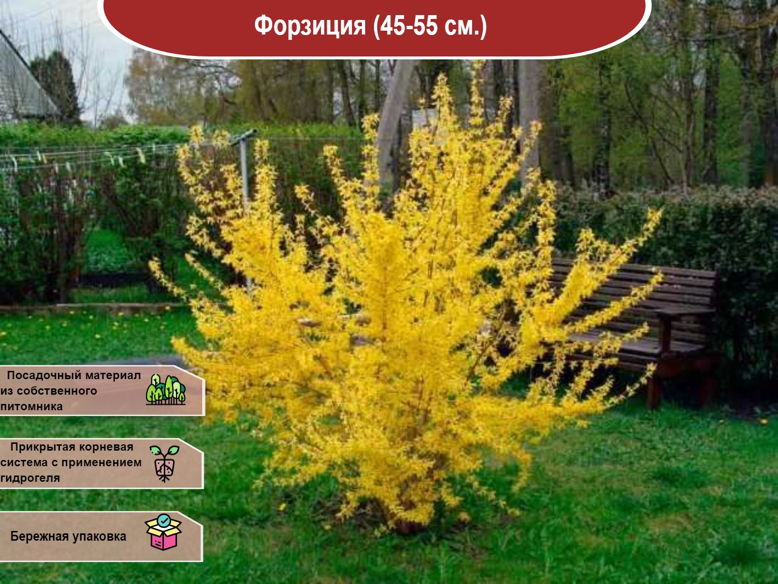 Форзиция Жиральда