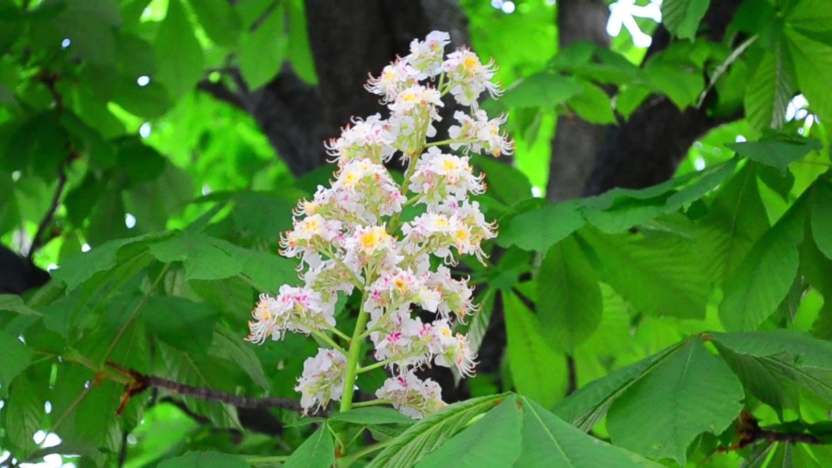 Каштан японский