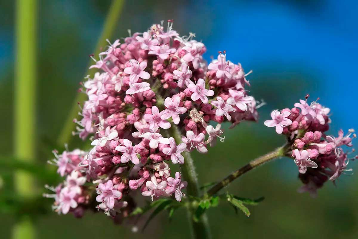 Валериана Валериана