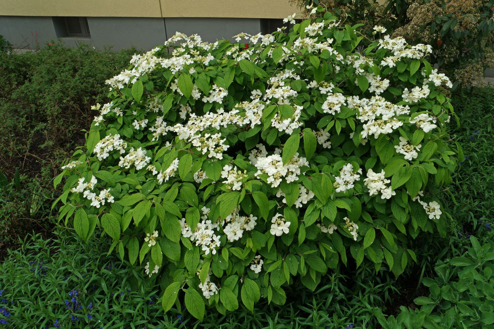 Калина Райта Калина Райта