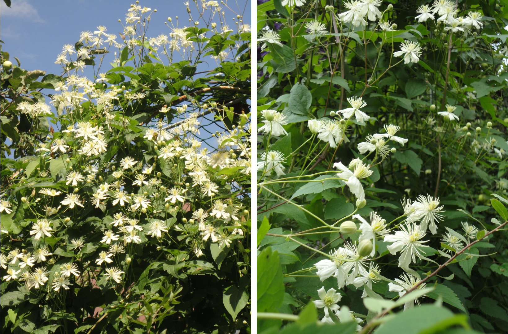 Клематис Флорида