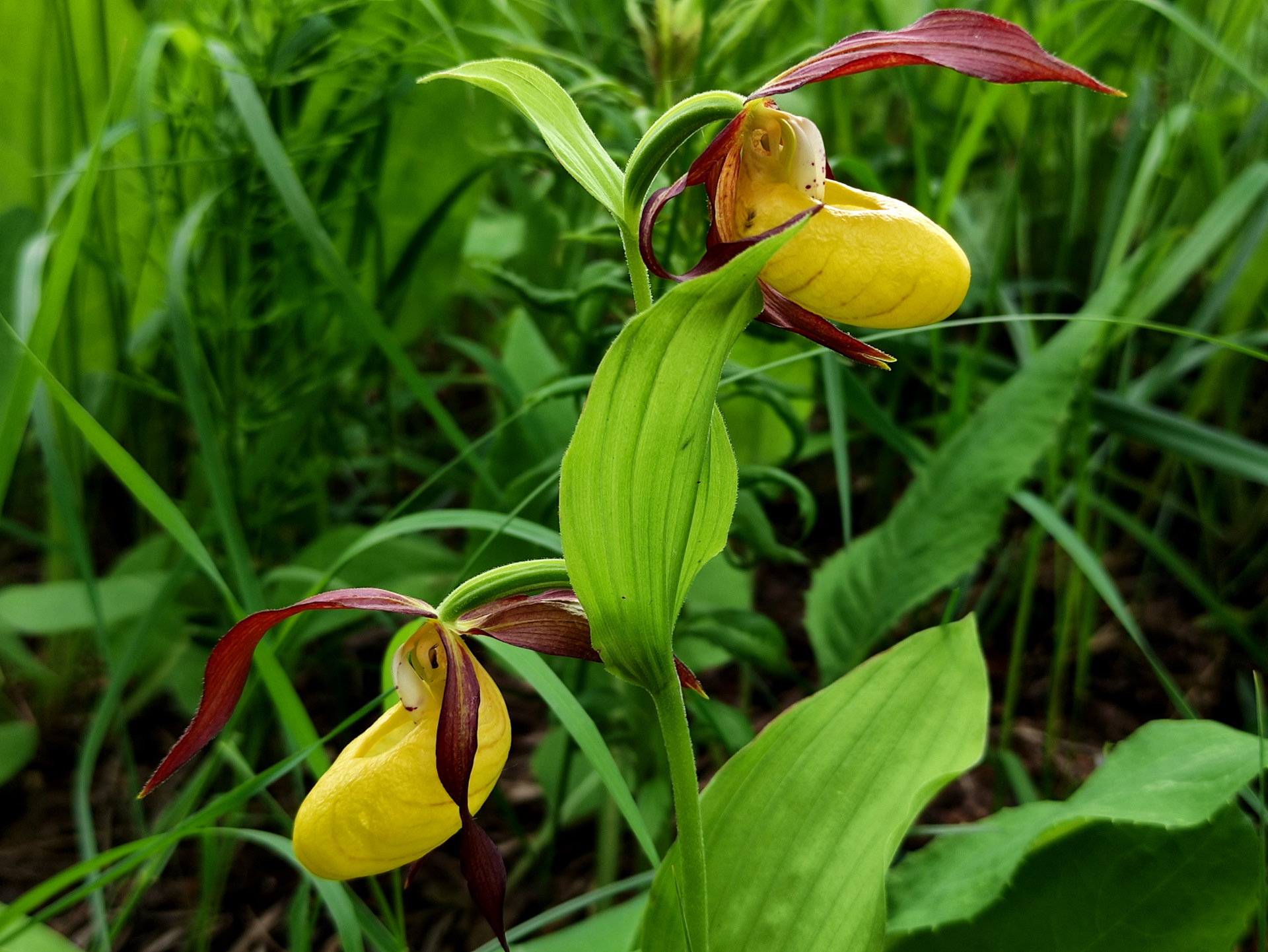 Башмачок вздутый