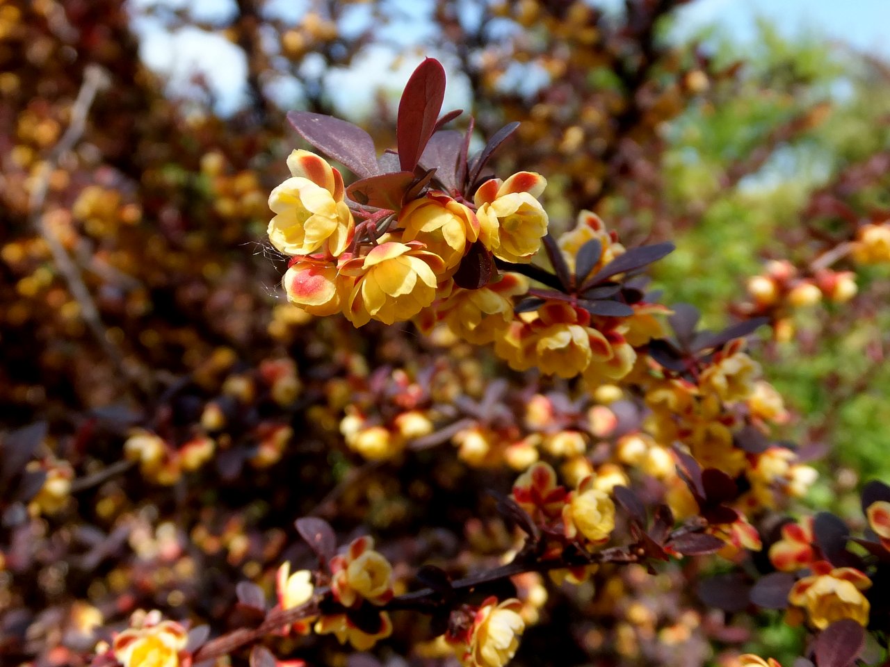 Барбарис оттавский Барбарис оттавский