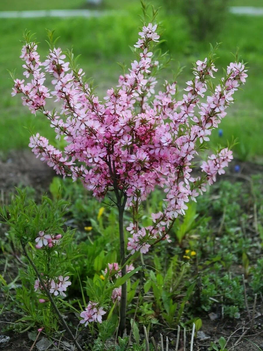 Дикий миндаль