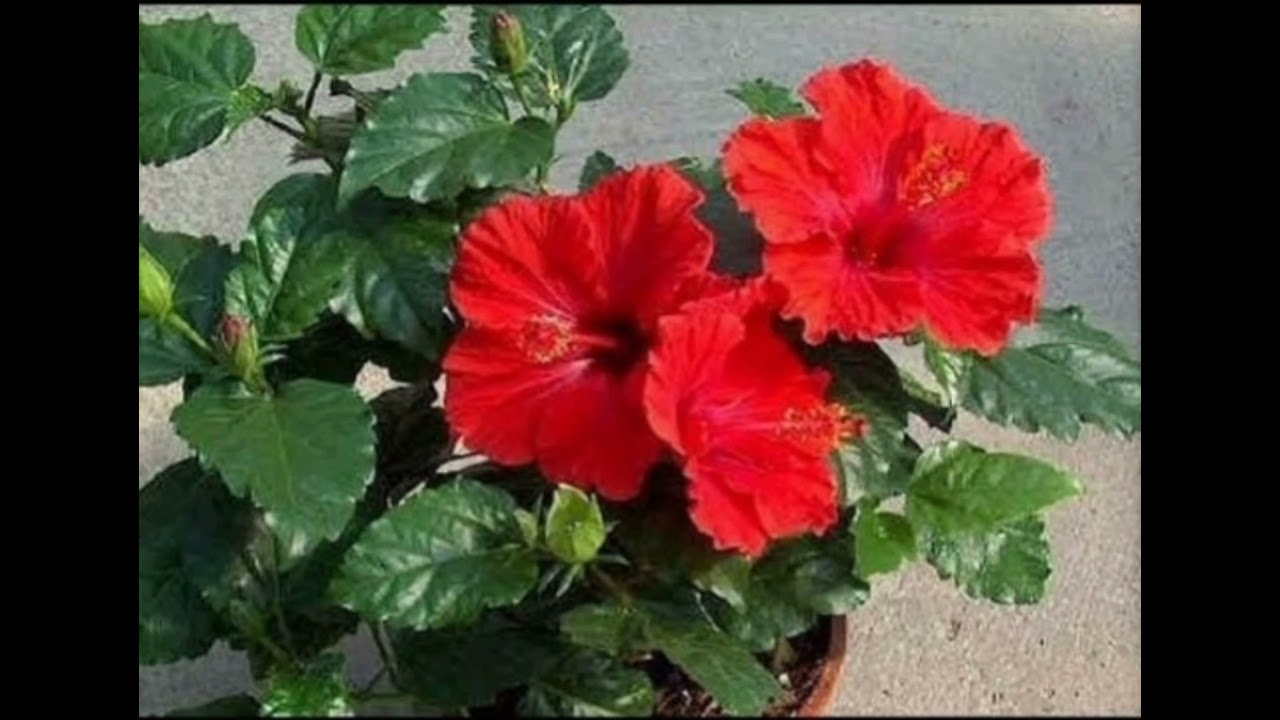 Роза китайская