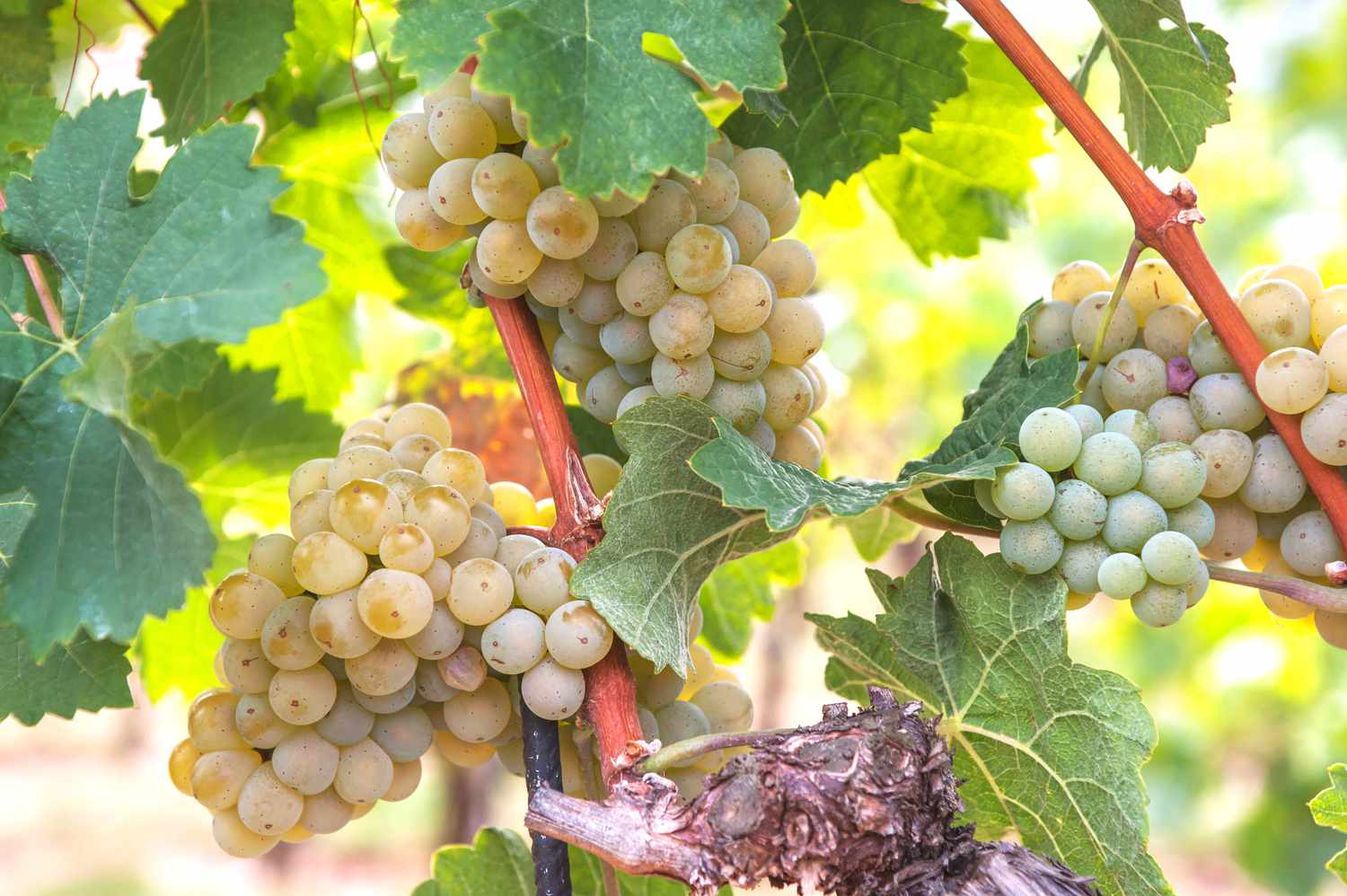 Виноград прибрежный