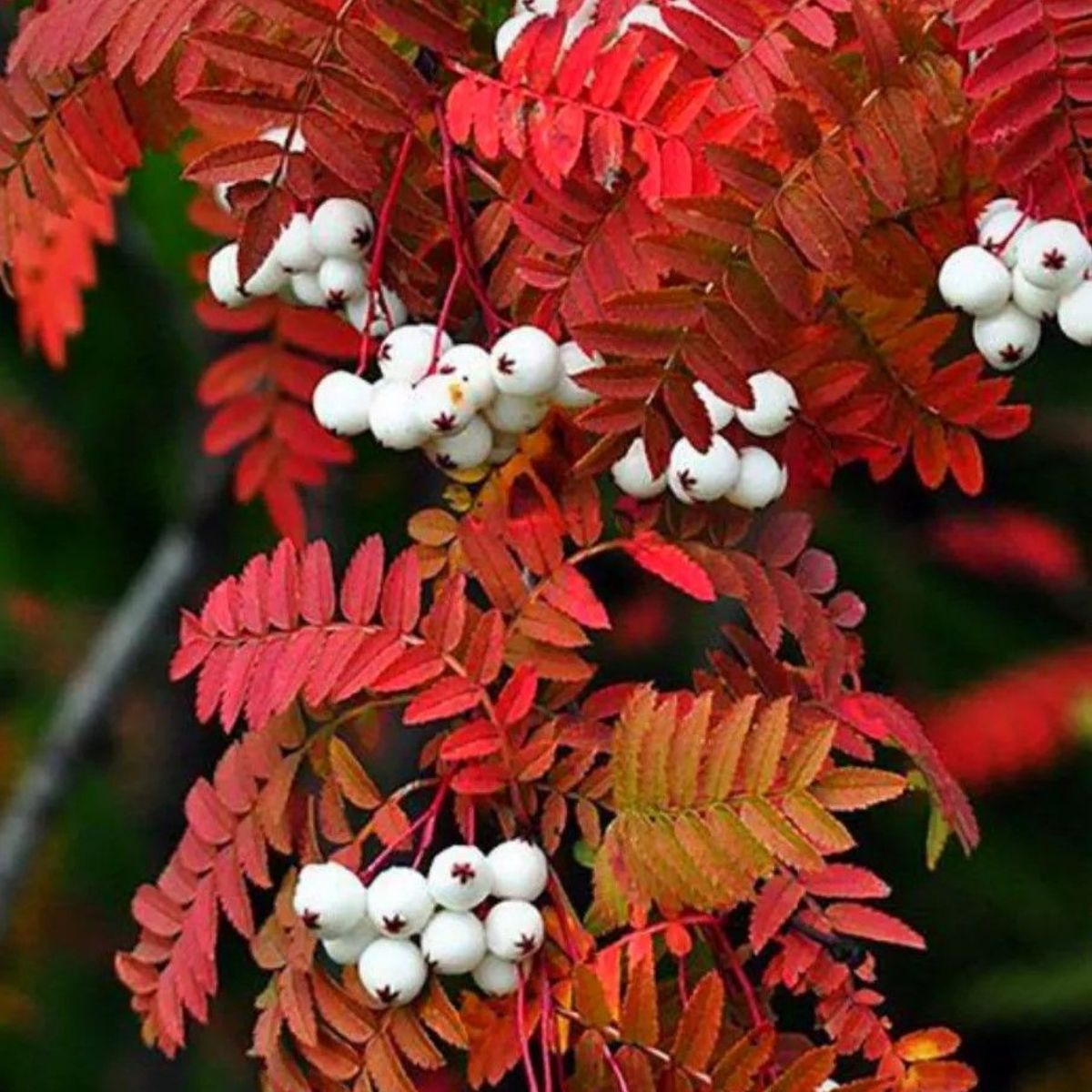 Рябина круглолистная