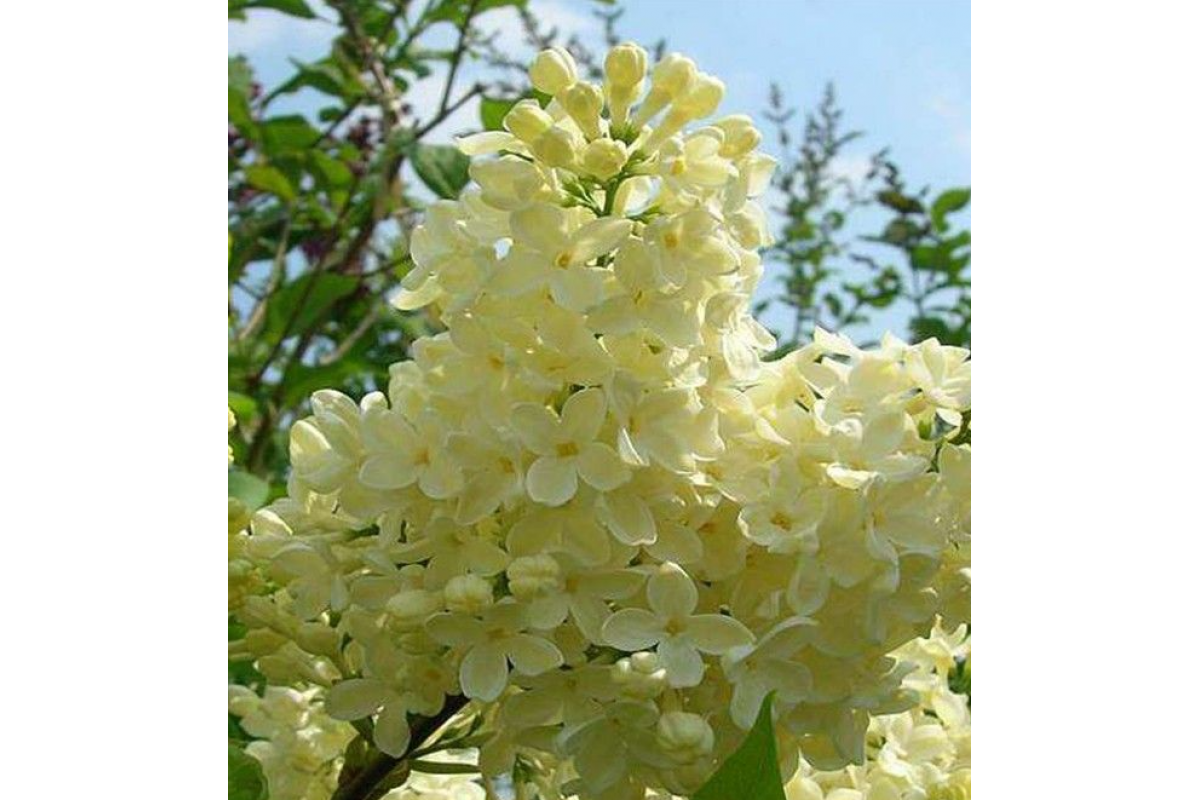 Сирень обыкновенная