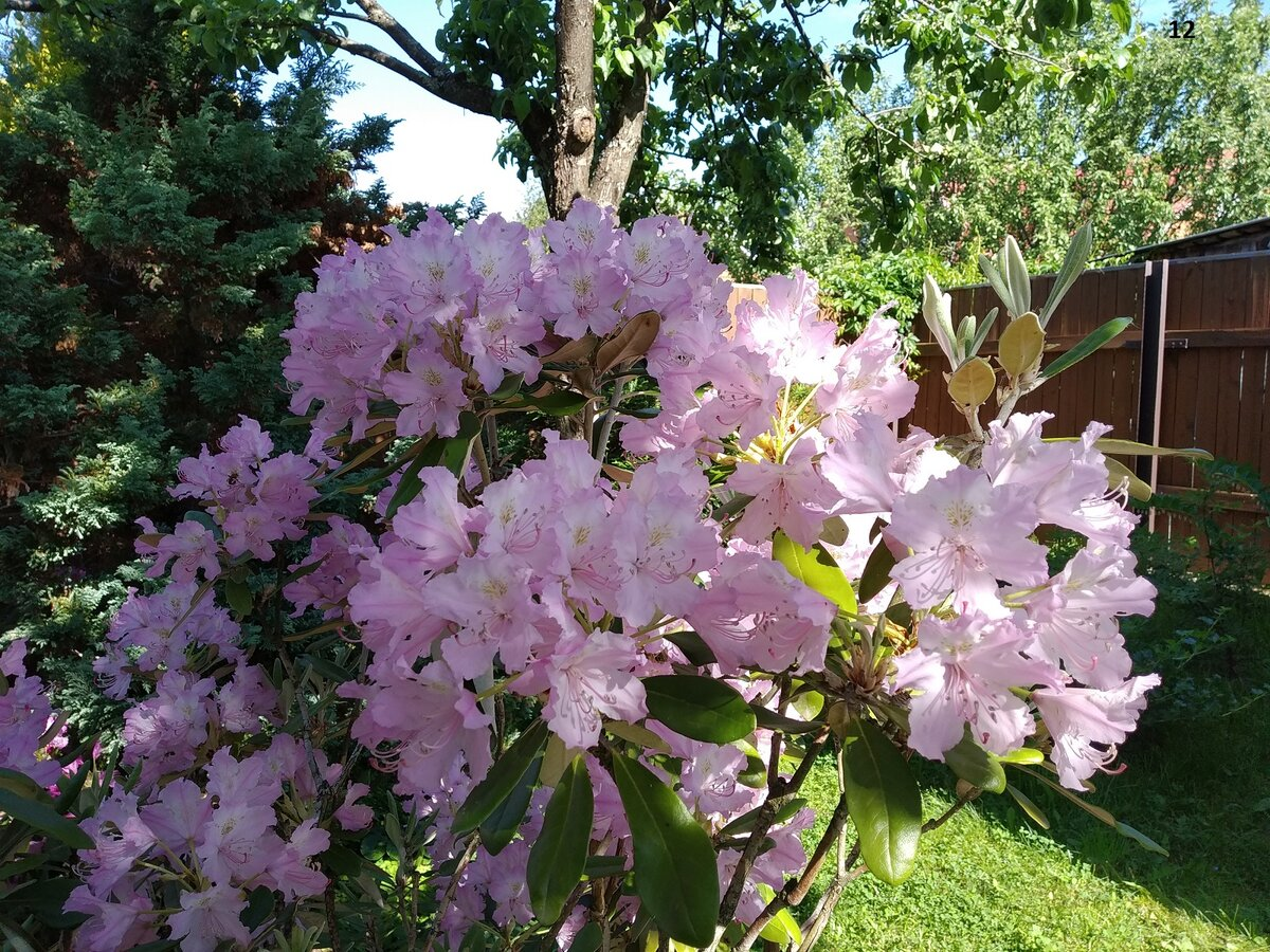 Рододендрон Смирнова