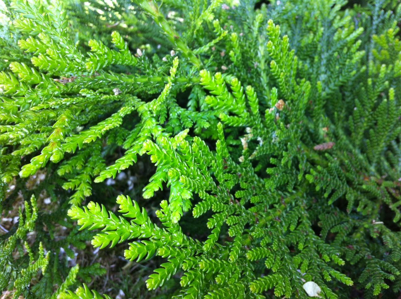 Туевик Туевик