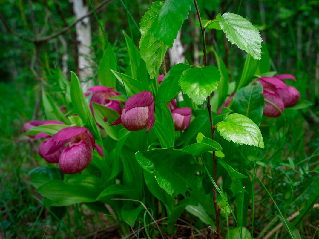 Башмачок крупноцветковый