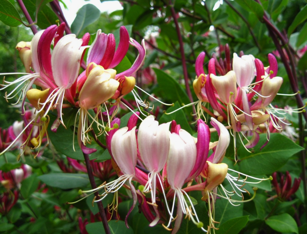 Жимолость золотистая