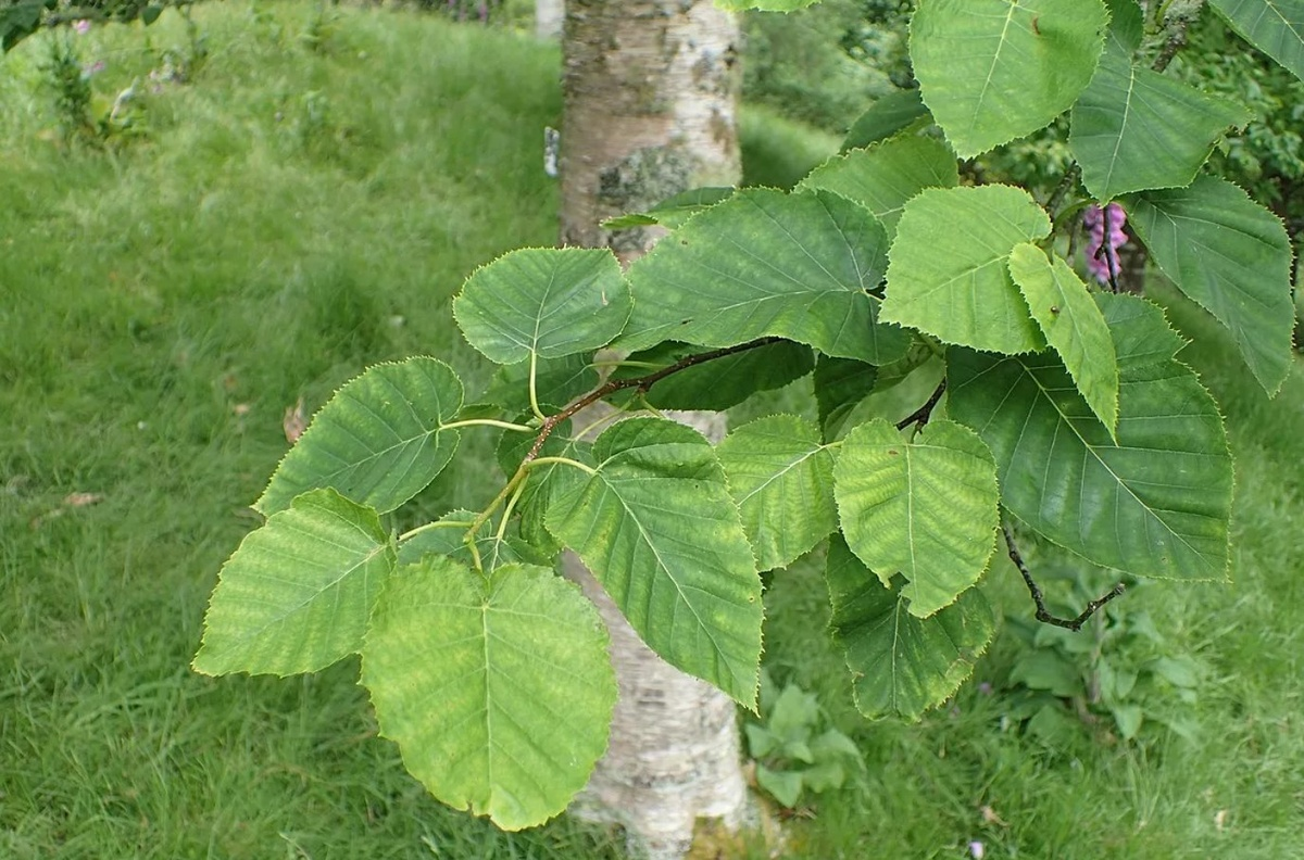 Береза Максимовича