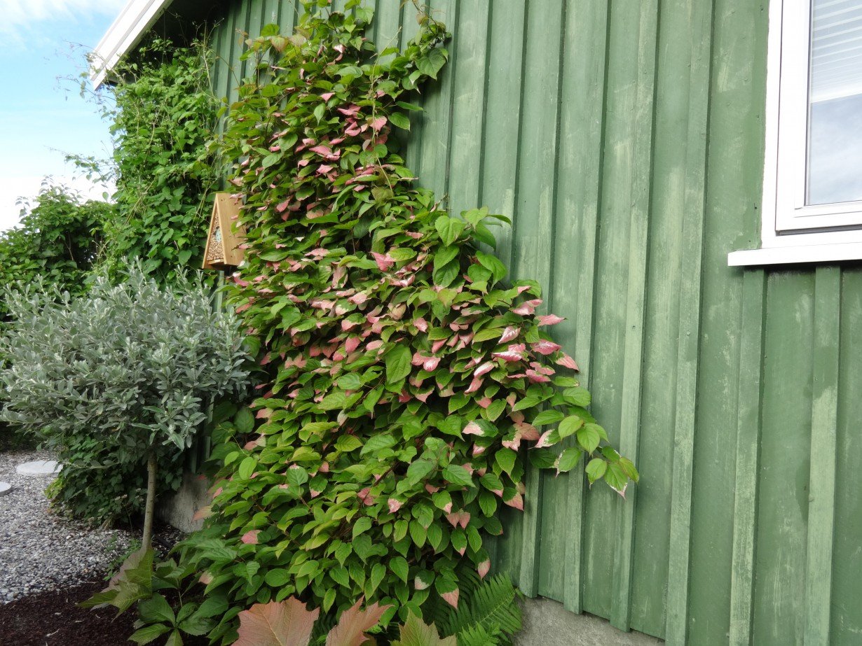 Актинидия китайская