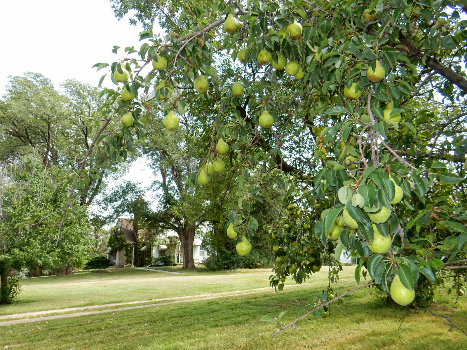 Груша Груша