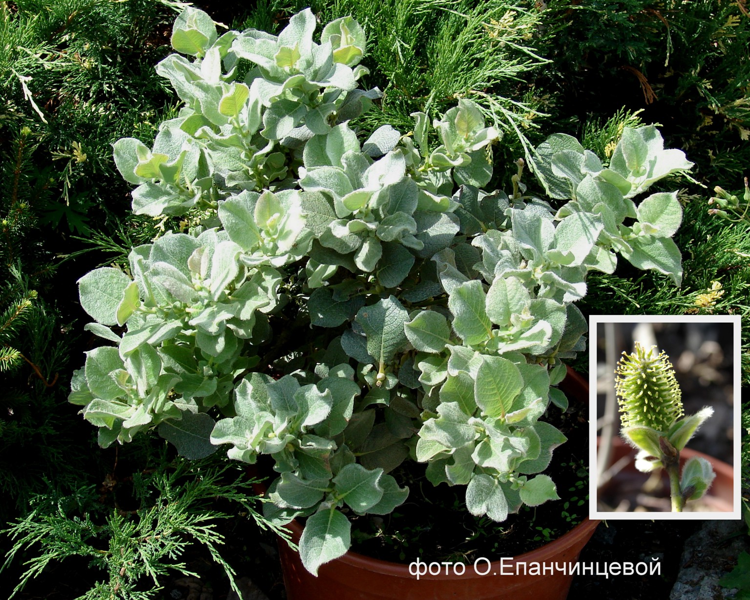 Ива мохнатая