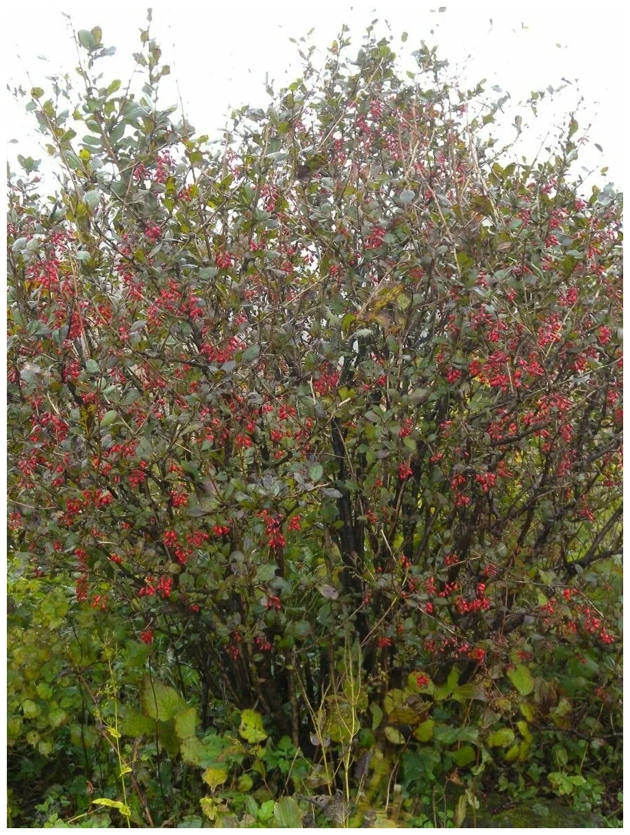 Барбарис амурский