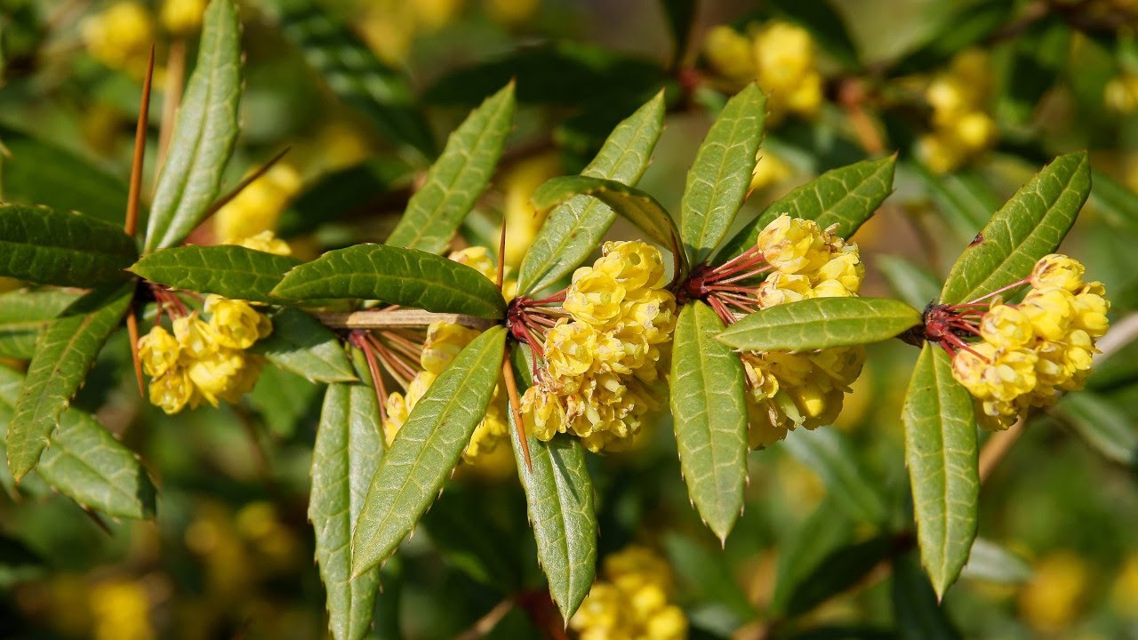 Барбарис Юлианы Барбарис Юлианы