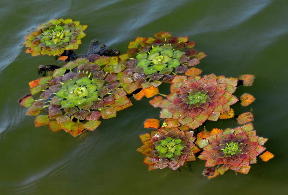 Водяной орех