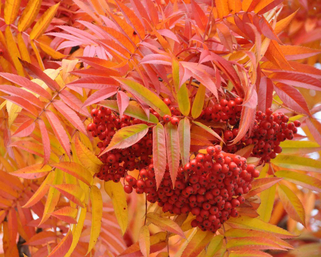 Рябина смешанная