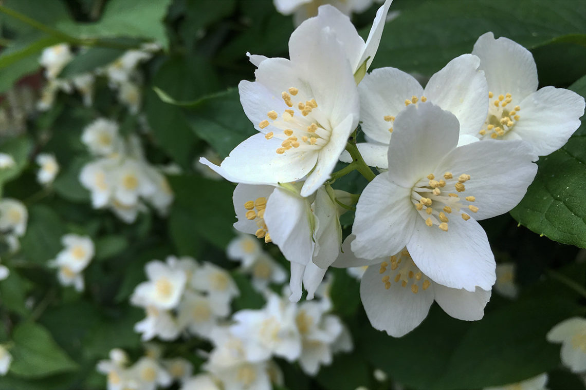 Жасмин отвороченный