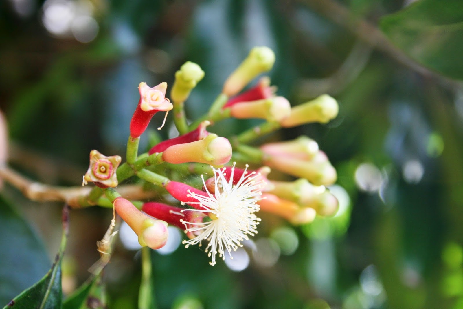 Гвоздичник Гвоздичник