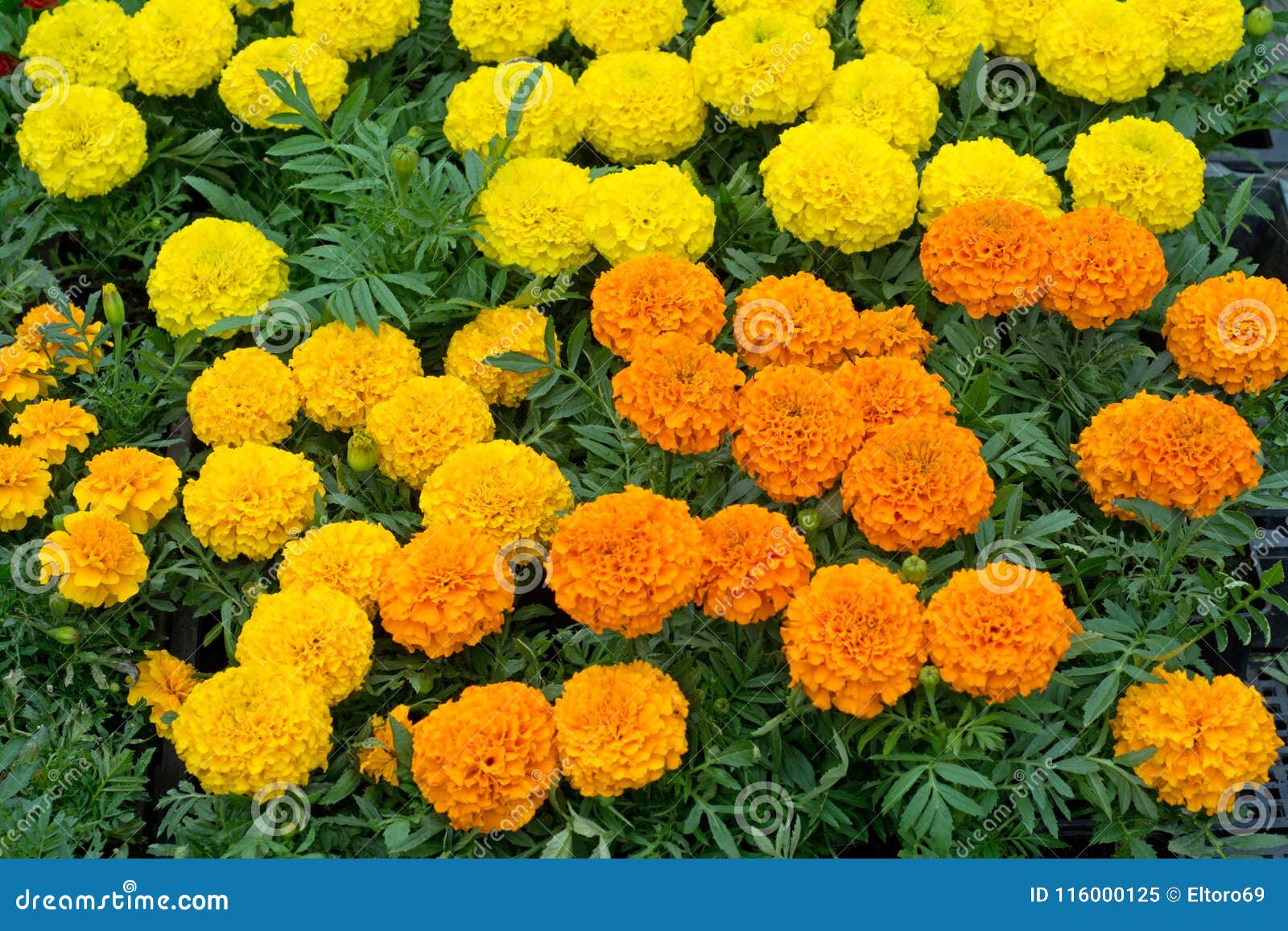 Бархатцы мелкоцветные